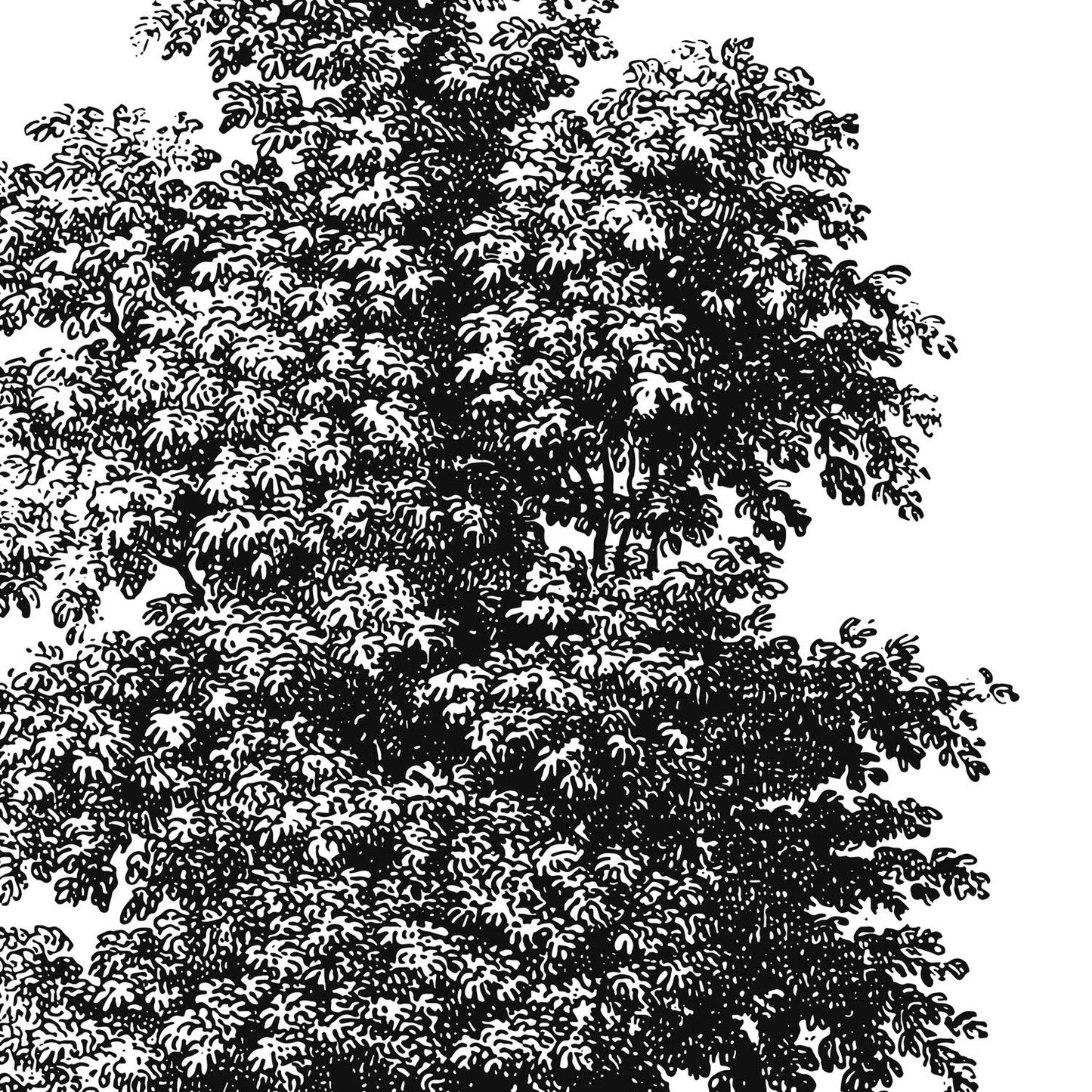 Set de cuatro láminas de arboles. Arboles mix en cm, fondo blanco-Artwork-Nacnic-Nacnic Estudio SL