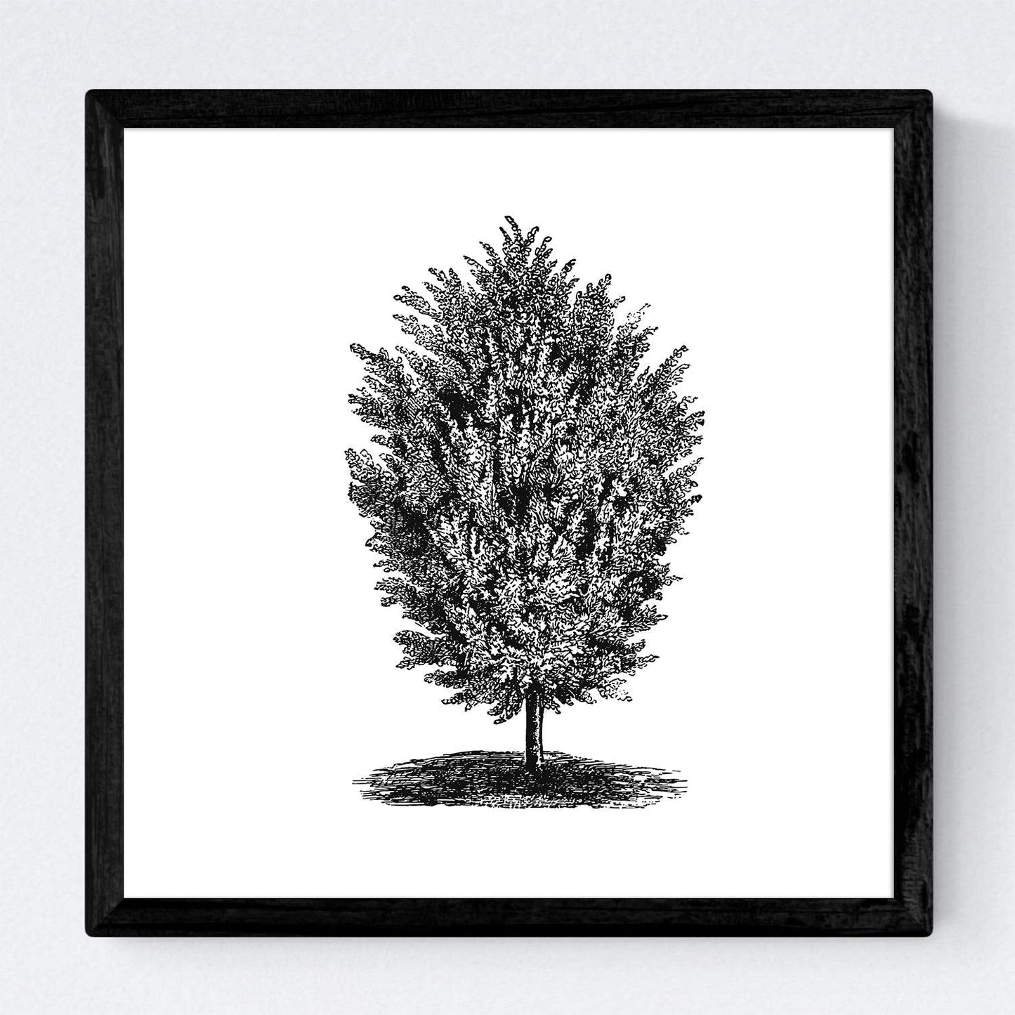 Set de cuatro láminas de arboles. Arboles muy fondosos en cm, fondo blanco-Artwork-Nacnic-Nacnic Estudio SL