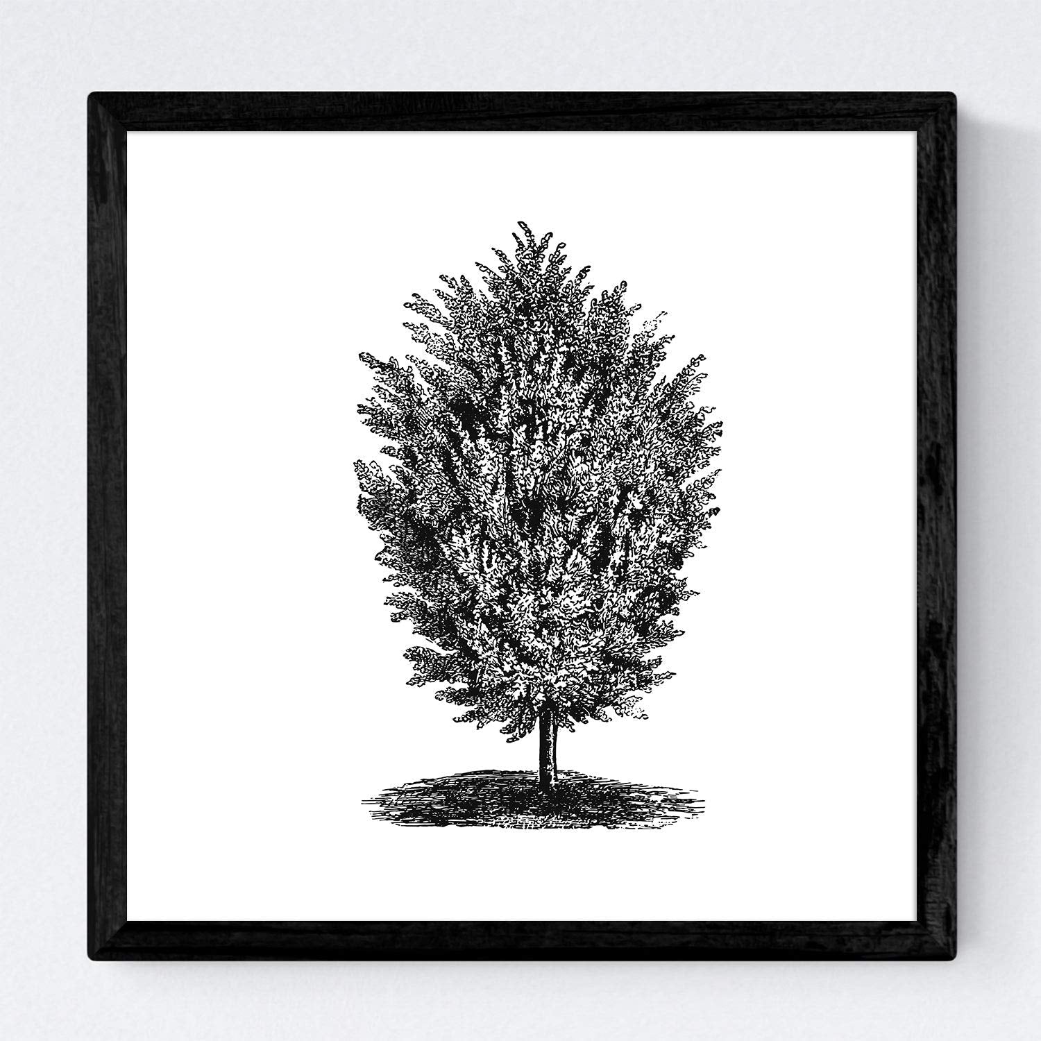Set de cuatro láminas de arboles. Arboles muy fondosos en cm, fondo blanco-Artwork-Nacnic-Nacnic Estudio SL