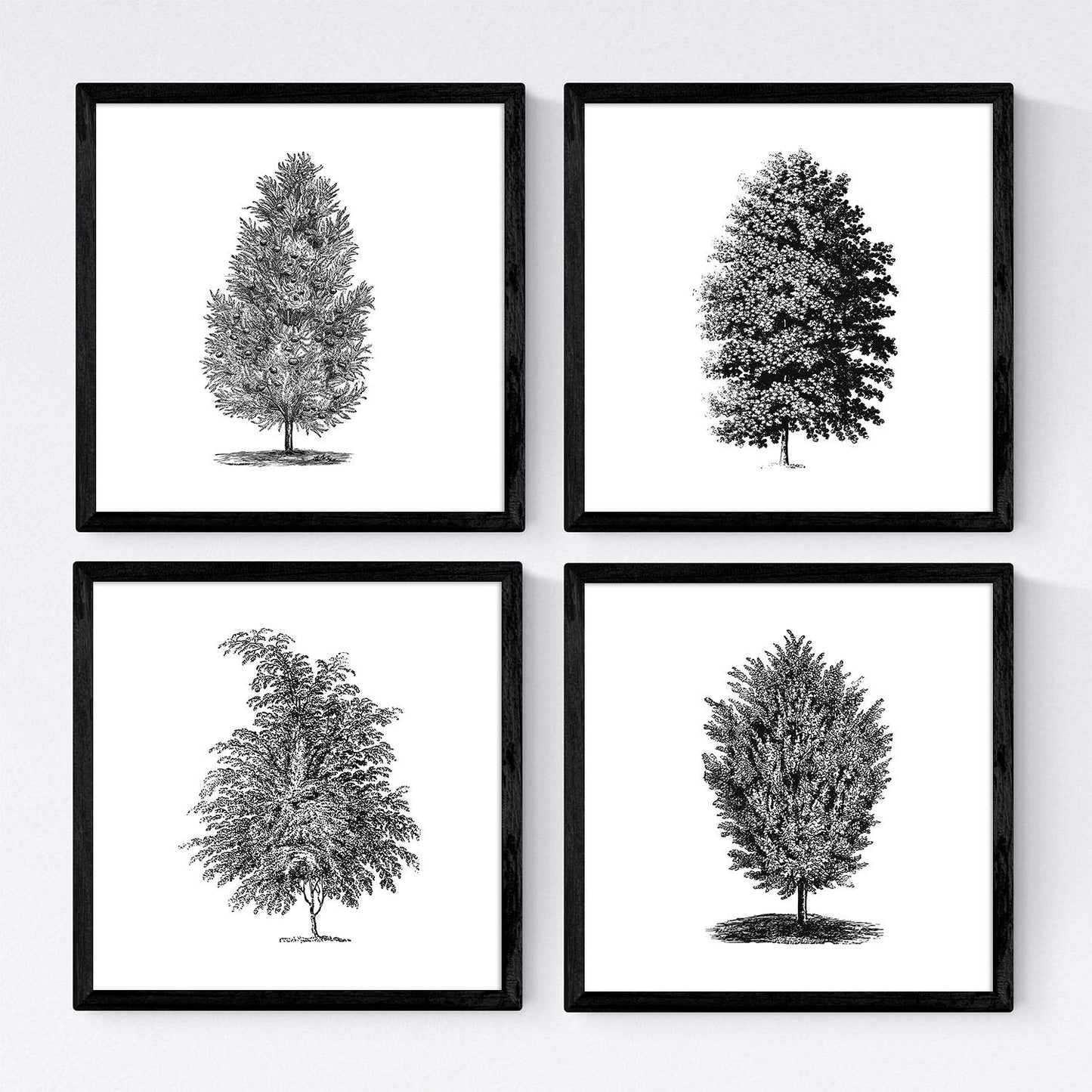 Set de cuatro láminas de arboles. Arboles muy fondosos en cm, fondo blanco-Artwork-Nacnic-Nacnic Estudio SL