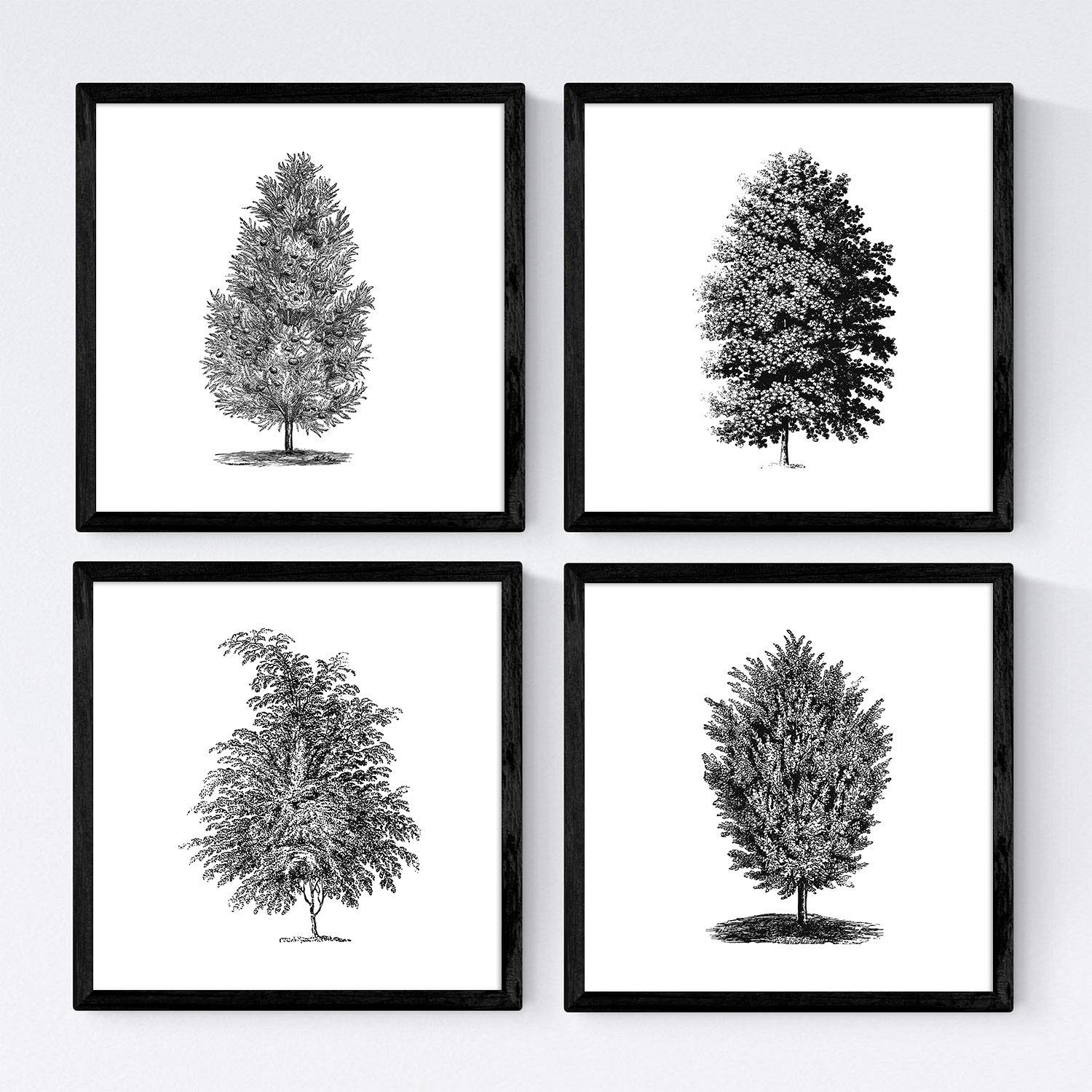 Set de cuatro láminas de arboles. Arboles muy fondosos en cm, fondo blanco-Artwork-Nacnic-Nacnic Estudio SL