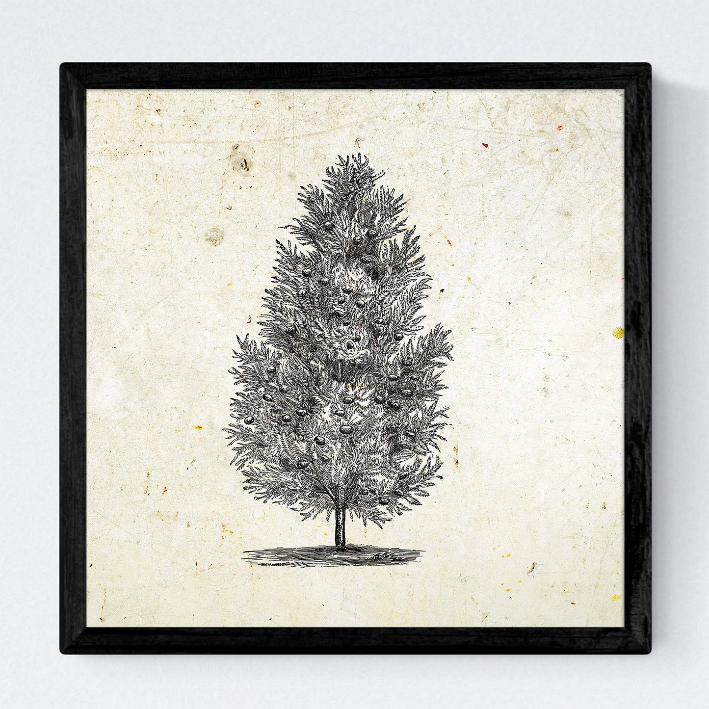 Set de cuatro láminas de arboles. Arboles muy fondosos en cm, fondo papel antiguo vintage.-Artwork-Nacnic-Nacnic Estudio SL