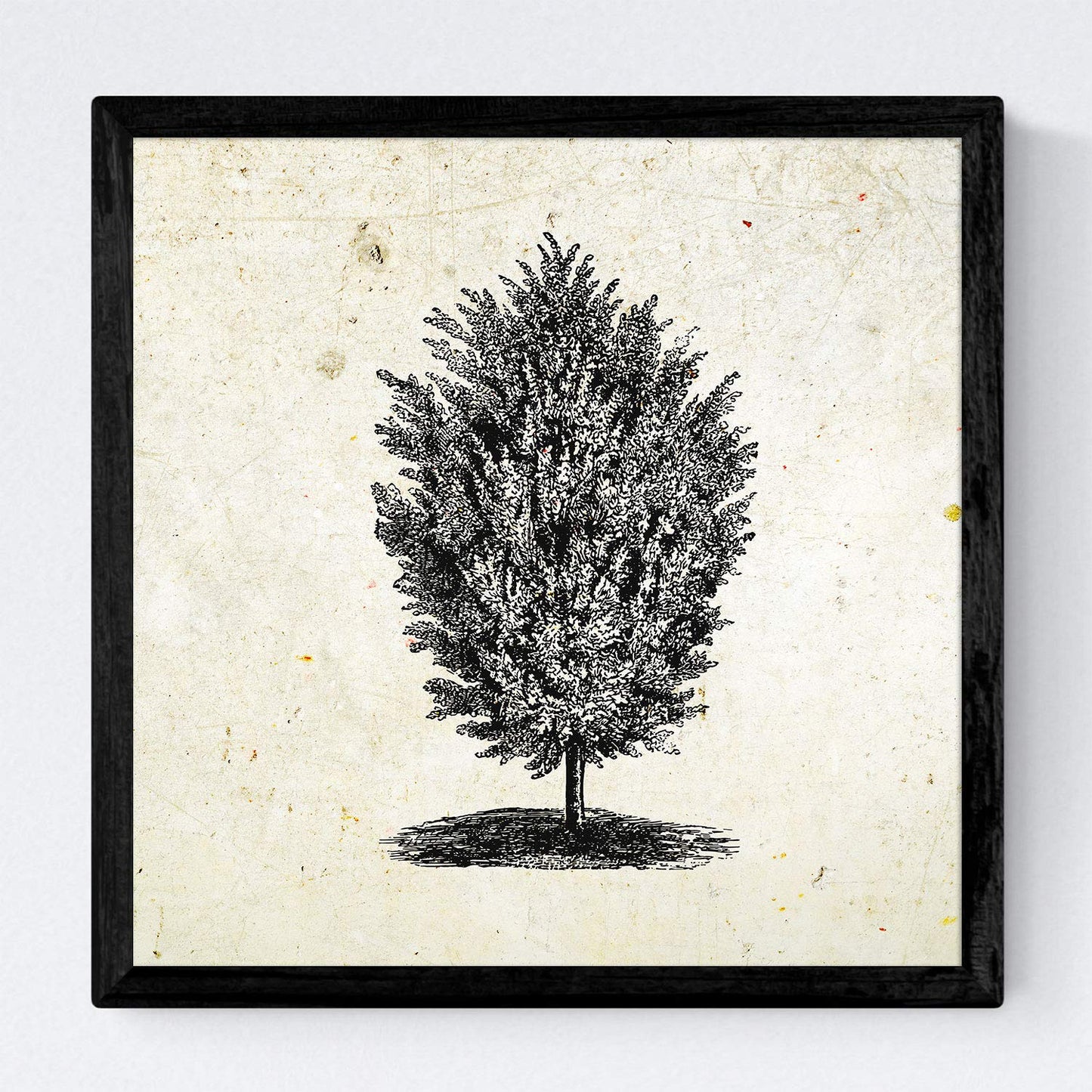 Set de cuatro láminas de arboles. Arboles muy fondosos en cm, fondo papel antiguo vintage.-Artwork-Nacnic-Nacnic Estudio SL
