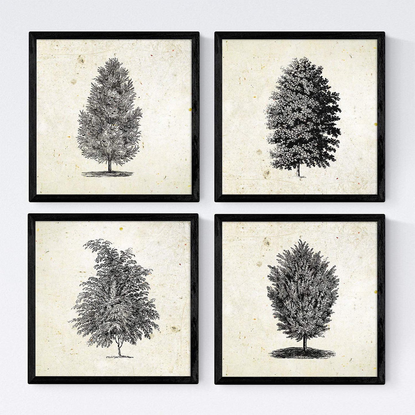 Set de cuatro láminas de arboles. Arboles muy fondosos en cm, fondo papel antiguo vintage.-Artwork-Nacnic-Nacnic Estudio SL