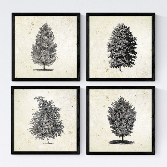 Set de cuatro láminas de arboles. Arboles muy fondosos en cm, fondo papel antiguo vintage.-Artwork-Nacnic-Nacnic Estudio SL