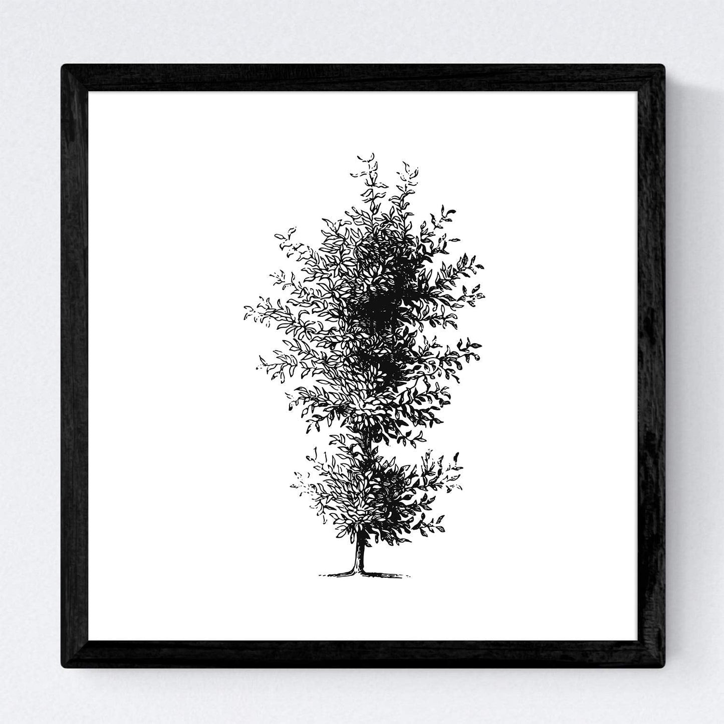 Set de cuatro láminas de arboles. Arboles ornamentales en cm, fondo blanco.-Artwork-Nacnic-Nacnic Estudio SL