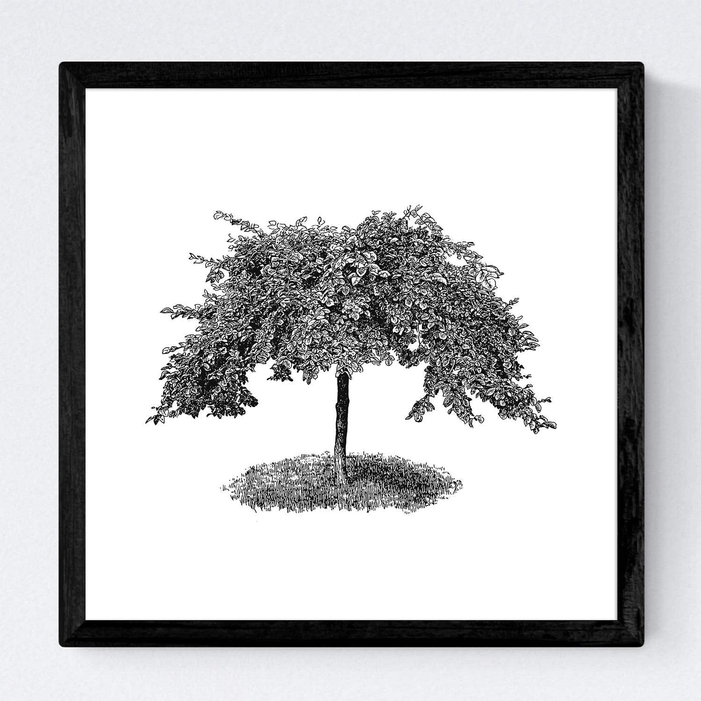 Set de cuatro láminas de arboles. Arboles ornamentales en cm, fondo blanco.-Artwork-Nacnic-Nacnic Estudio SL