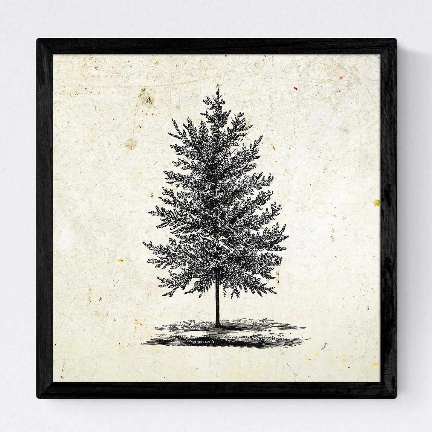 Set de cuatro láminas de arboles. Arboles ornamentales en cm, fondo papel antiguo vintage Poster papel 250 gr.-Artwork-Nacnic-Nacnic Estudio SL