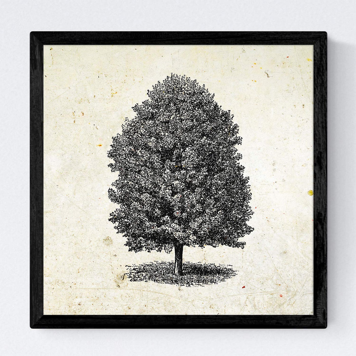 Set de cuatro láminas de arboles. Arboles ornamentales en cm, fondo papel antiguo vintage Poster papel 250 gr.-Artwork-Nacnic-Nacnic Estudio SL
