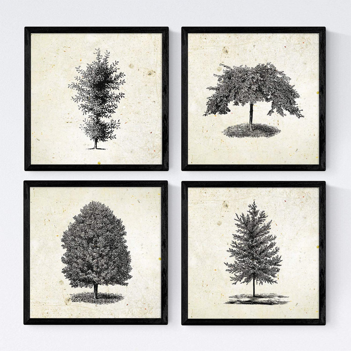 Set de cuatro láminas de arboles. Arboles ornamentales en cm, fondo papel antiguo vintage Poster papel 250 gr.-Artwork-Nacnic-Nacnic Estudio SL