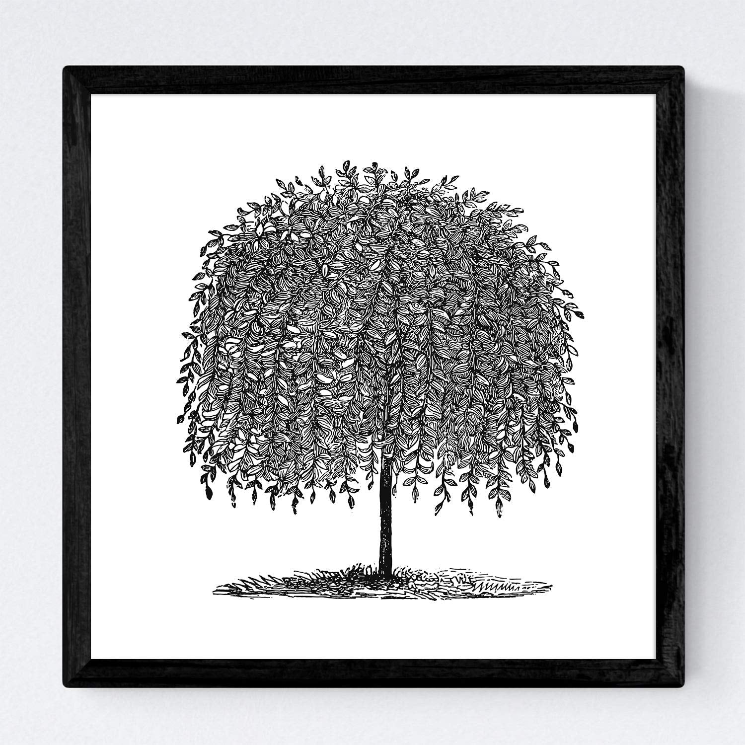 Set de cuatro láminas de arboles. Arboles sauces en cm, fondo blanco Poster papel 250 gr.-Artwork-Nacnic-Nacnic Estudio SL