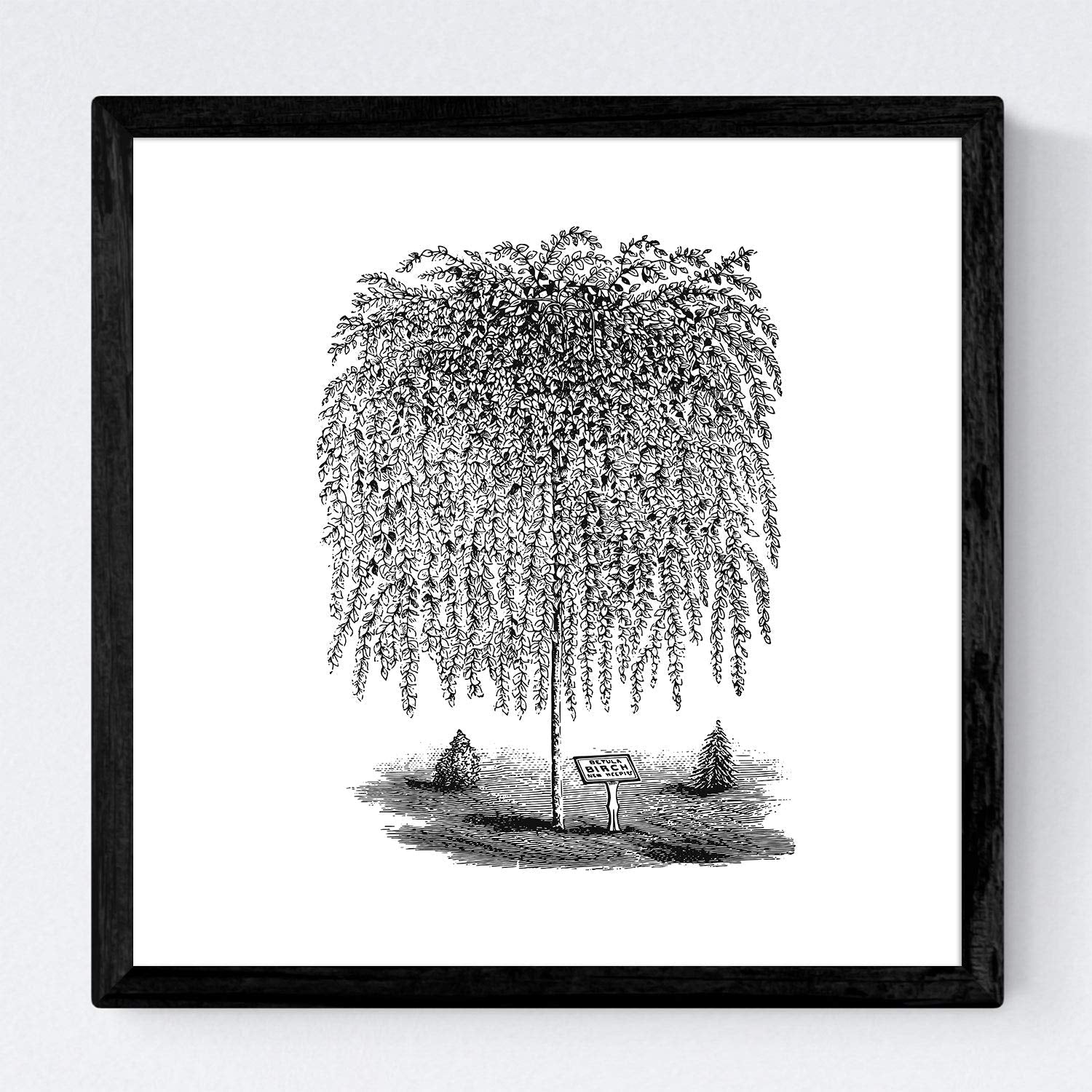 Set de cuatro láminas de arboles. Arboles sauces en cm, fondo blanco Poster papel 250 gr.-Artwork-Nacnic-Nacnic Estudio SL