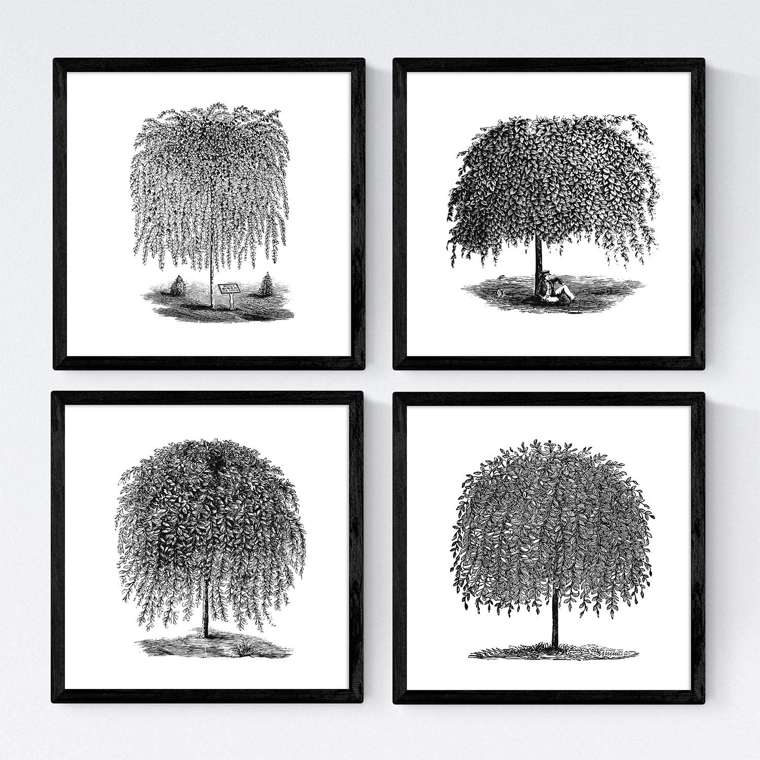 Set de cuatro láminas de arboles. Arboles sauces en cm, fondo blanco Poster papel 250 gr.-Artwork-Nacnic-Nacnic Estudio SL