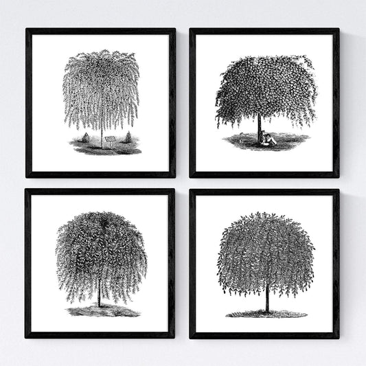 Set de cuatro láminas de arboles. Arboles sauces en cm, fondo blanco Poster papel 250 gr.-Artwork-Nacnic-Nacnic Estudio SL