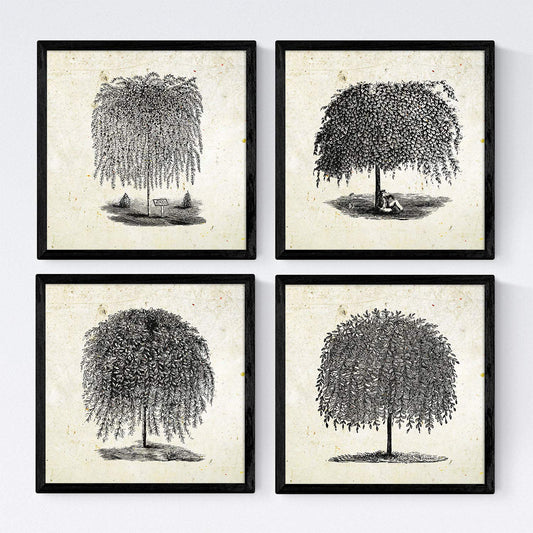 Set de cuatro láminas de arboles. Arboles sauces en cm, fondo papel antiguo vintage.-Artwork-Nacnic-Nacnic Estudio SL