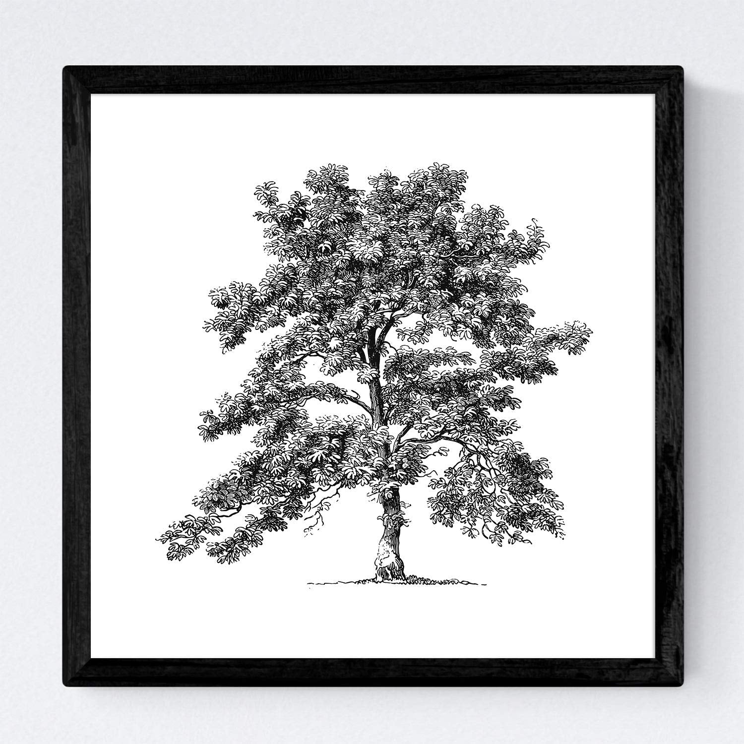 Set de cuatro láminas de arboles. Arboles sin flores en cm, fondo blanco.-Artwork-Nacnic-Nacnic Estudio SL