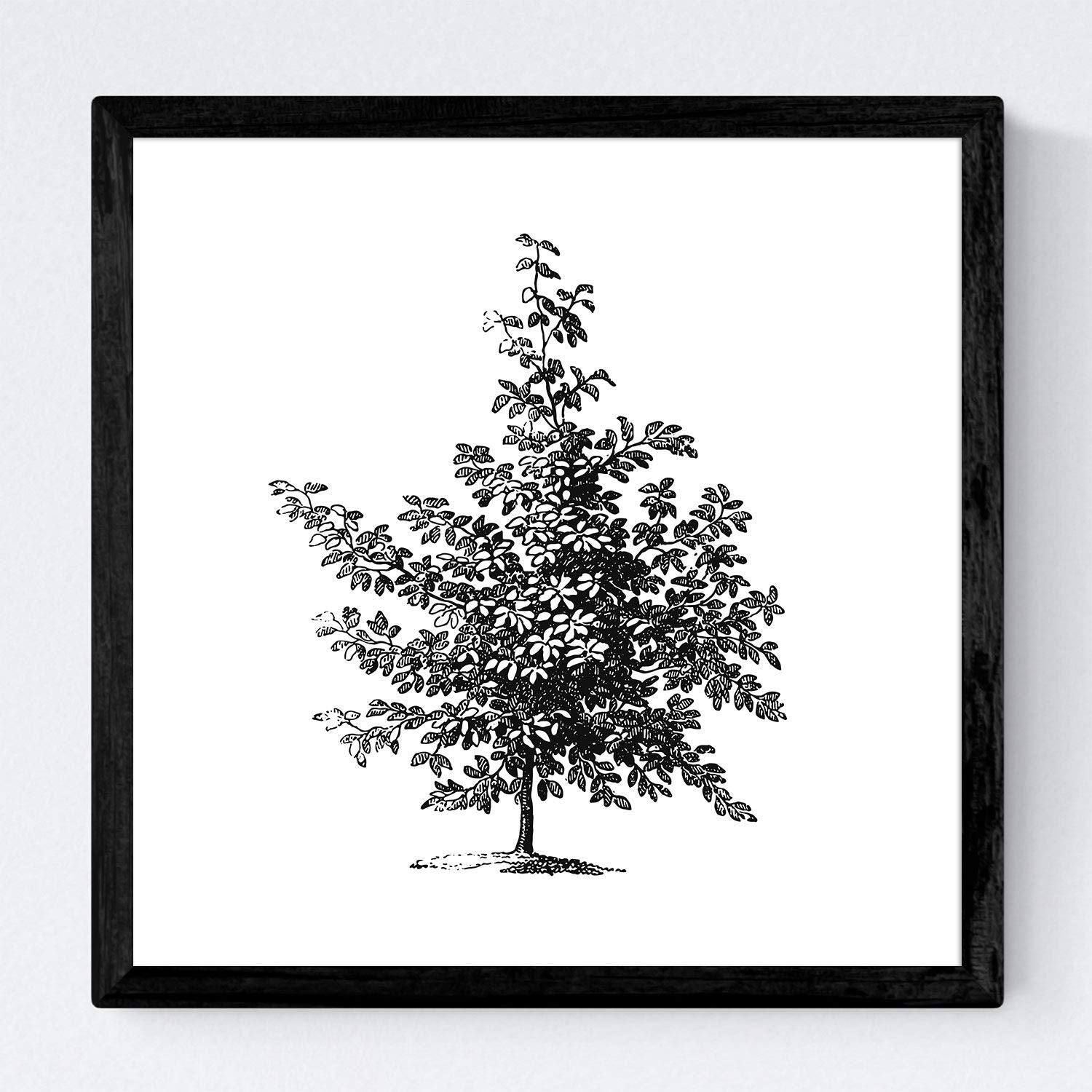 Set de cuatro láminas de arboles. Arboles sin flores en cm, fondo blanco.-Artwork-Nacnic-Nacnic Estudio SL