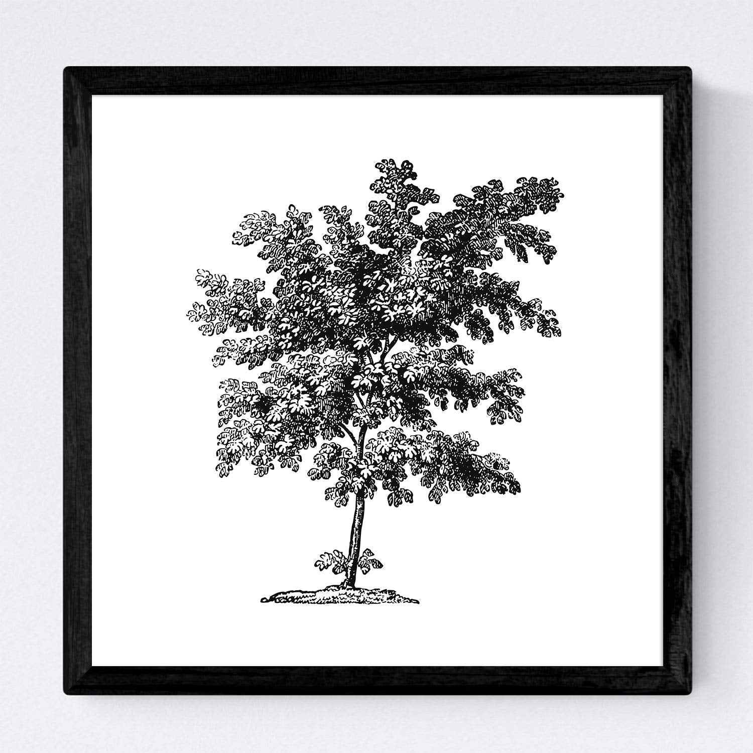 Set de cuatro láminas de arboles. Arboles sin flores en cm, fondo blanco.-Artwork-Nacnic-Nacnic Estudio SL