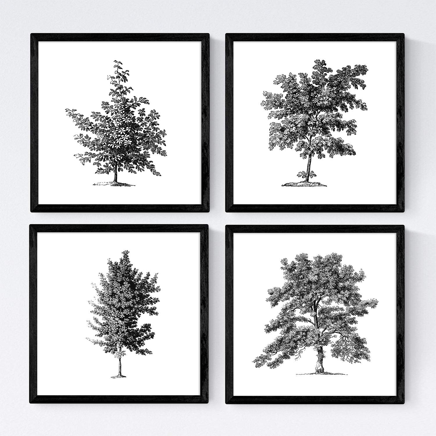 Set de cuatro láminas de arboles. Arboles sin flores en cm, fondo blanco.-Artwork-Nacnic-Nacnic Estudio SL