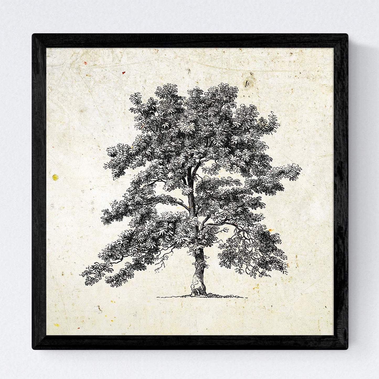Set de cuatro láminas de arboles. Arboles sin flores en cm, fondo papel antiguo vintage .-Artwork-Nacnic-Nacnic Estudio SL