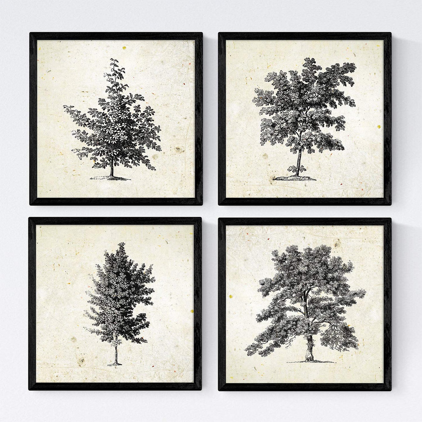 Set de cuatro láminas de arboles. Arboles sin flores en cm, fondo papel antiguo vintage .-Artwork-Nacnic-Nacnic Estudio SL