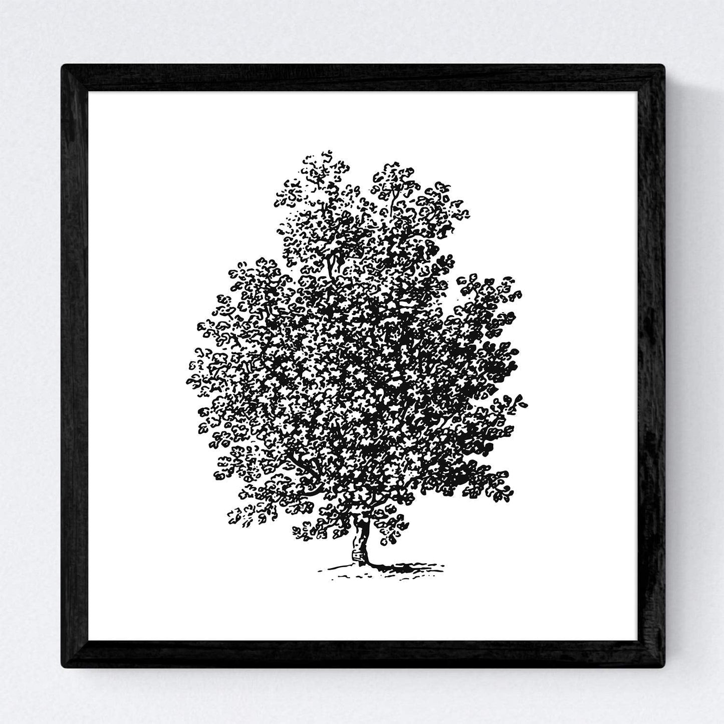 Set de cuatro láminas de arboles. Arboles sin frutos en cm, fondo blanco .-Artwork-Nacnic-Nacnic Estudio SL