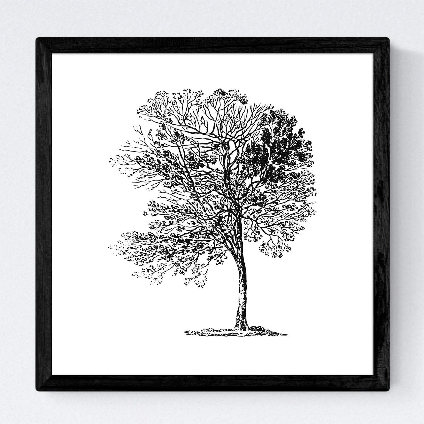Set de cuatro láminas de arboles. Arboles sin frutos en cm, fondo blanco .-Artwork-Nacnic-Nacnic Estudio SL