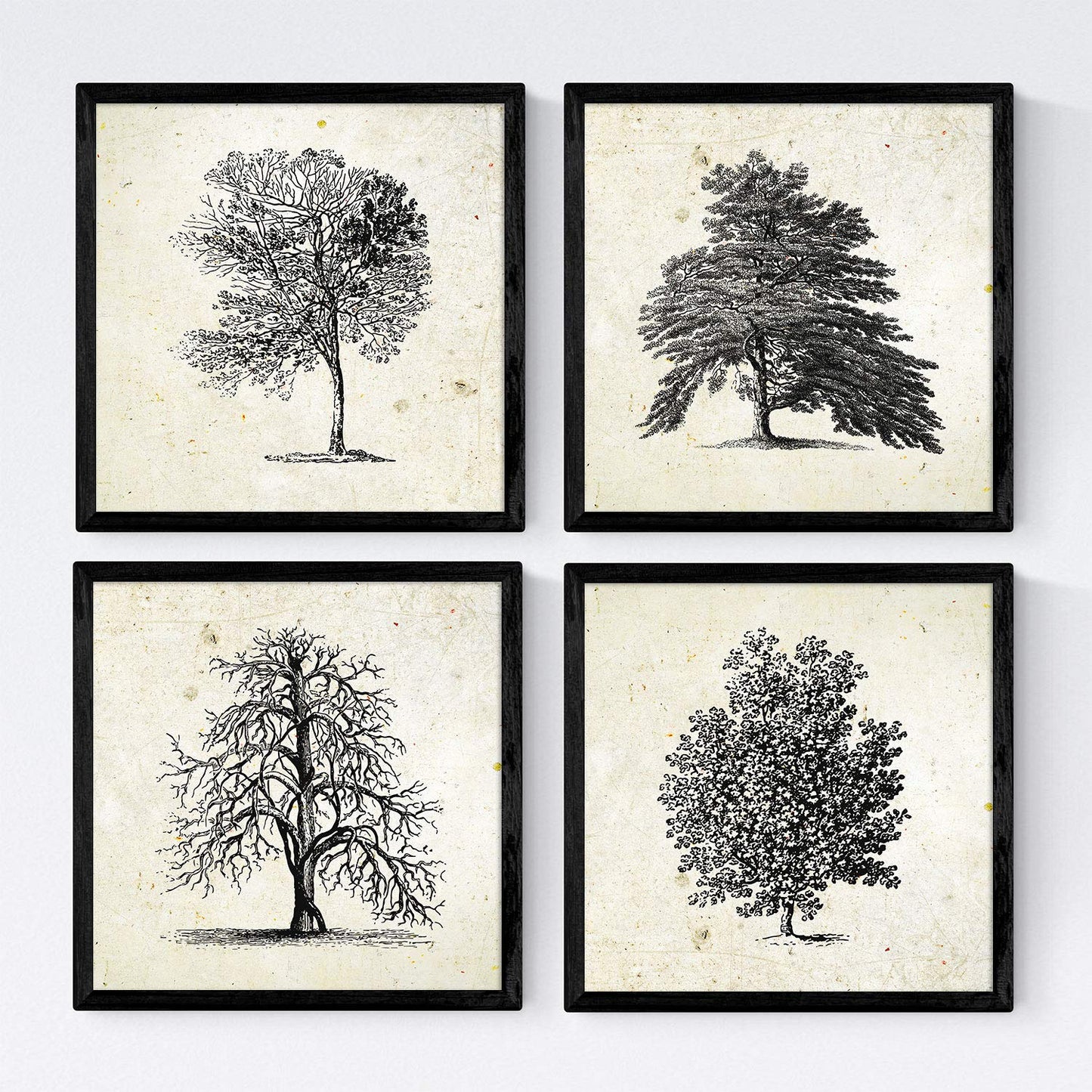 Set de cuatro láminas de arboles. Arboles sin frutos en cm, fondo papel antiguo vintage.-Artwork-Nacnic-Nacnic Estudio SL