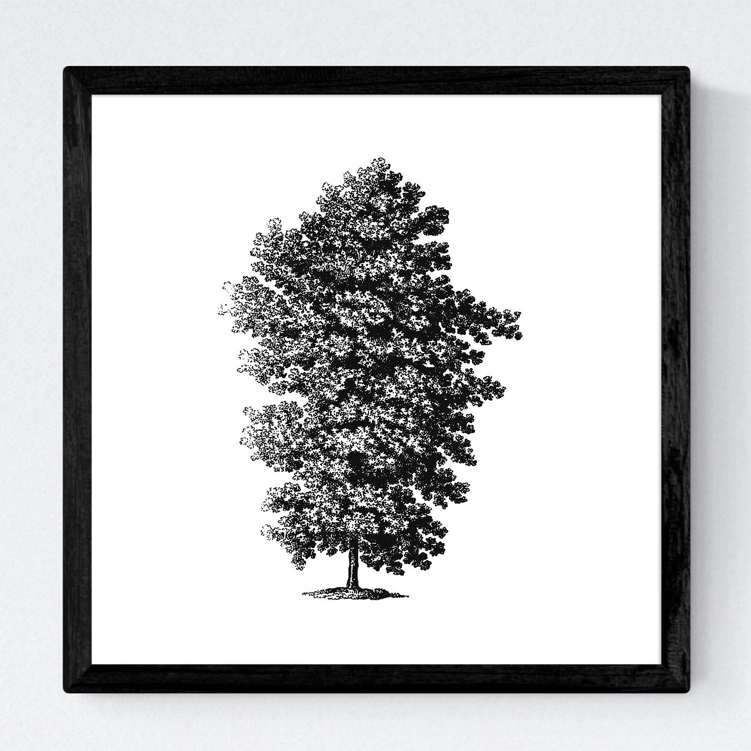 Set de cuatro láminas de arboles. Arboles talla alta en cm, fondo blanco .-Artwork-Nacnic-Nacnic Estudio SL