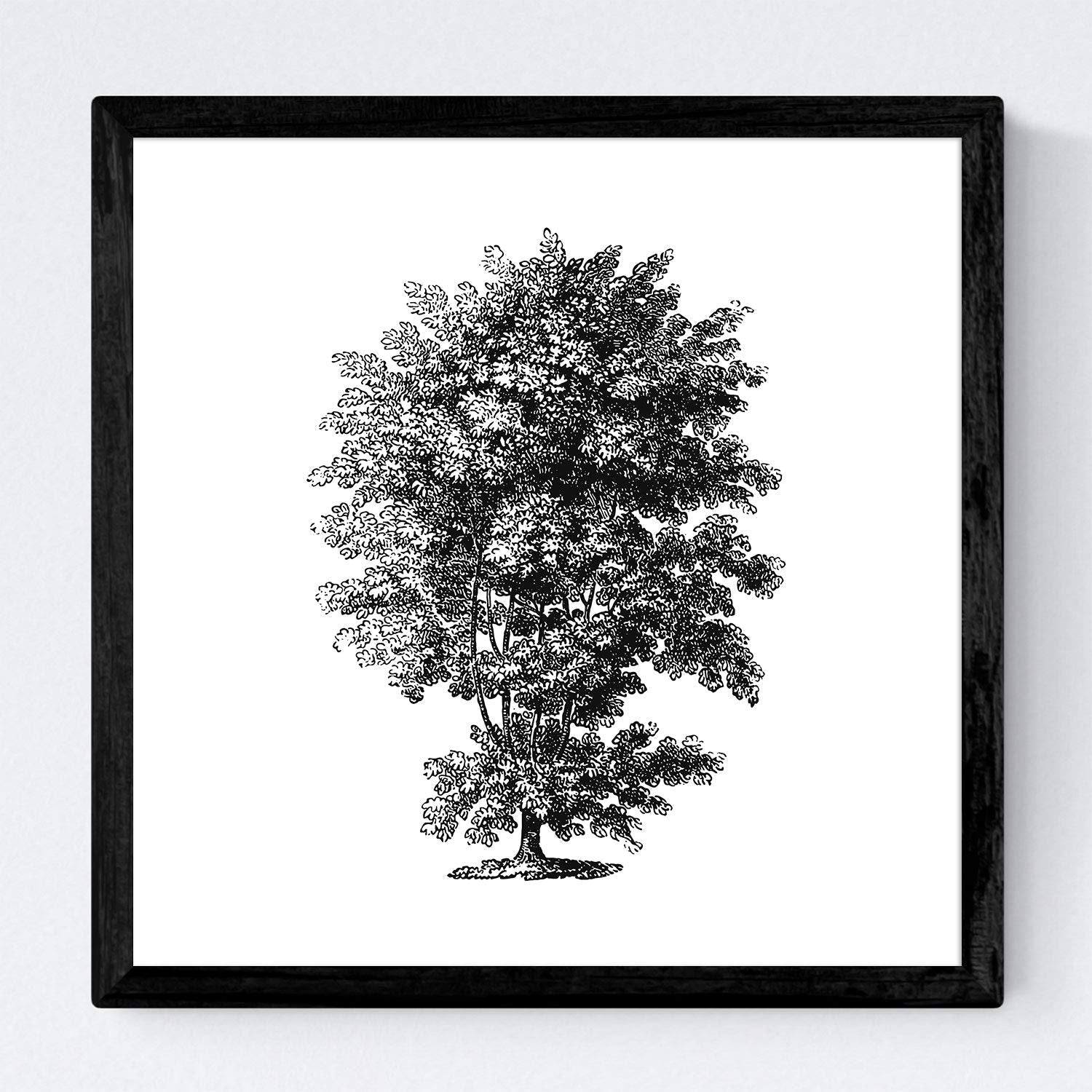 Set de cuatro láminas de arboles. Arboles talla alta en cm, fondo blanco .-Artwork-Nacnic-Nacnic Estudio SL