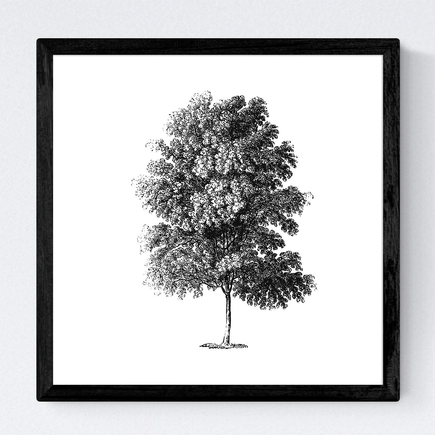 Set de cuatro láminas de arboles. Arboles talla alta en cm, fondo blanco .-Artwork-Nacnic-Nacnic Estudio SL