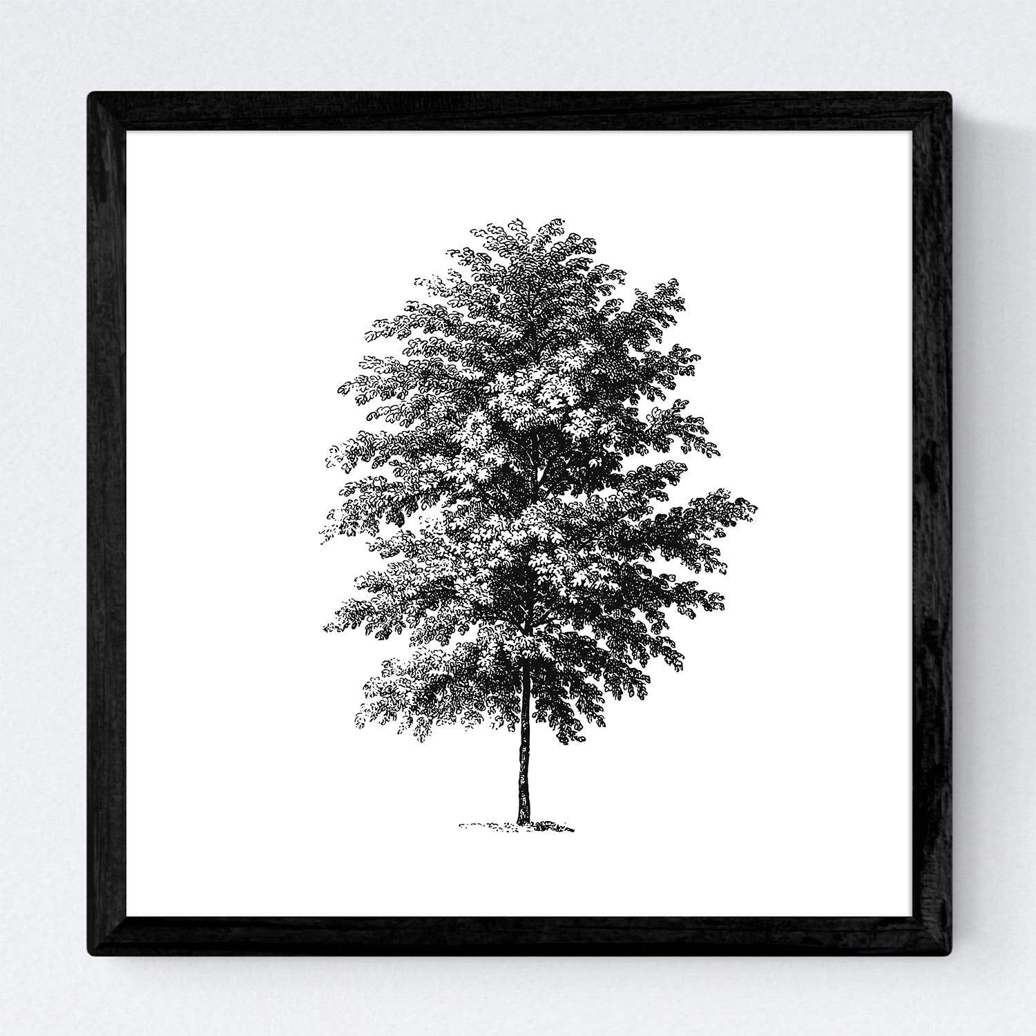 Set de cuatro láminas de arboles. Arboles tronco fino en cm, fondo blanco .-Artwork-Nacnic-Nacnic Estudio SL