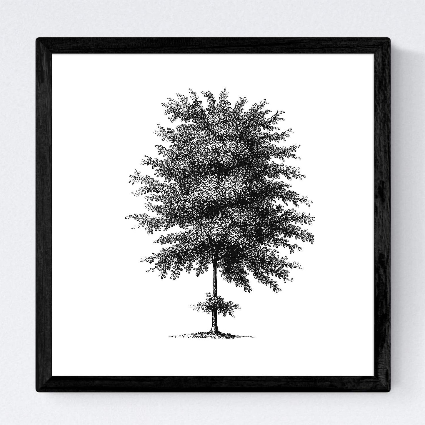 Set de cuatro láminas de arboles. Arboles tronco fino en cm, fondo blanco .-Artwork-Nacnic-Nacnic Estudio SL