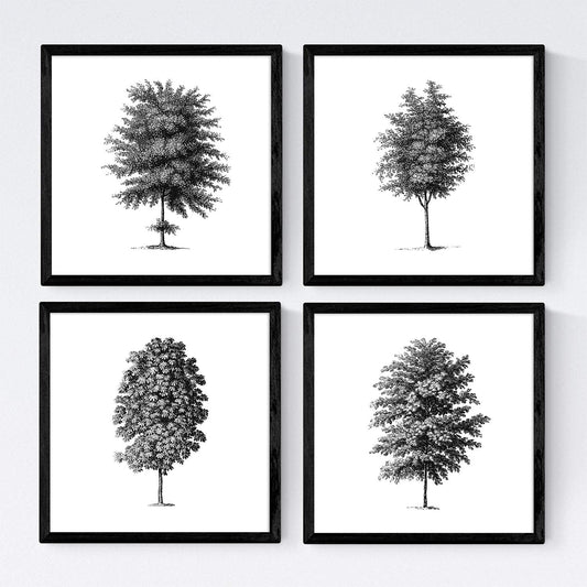 Set de cuatro láminas de arboles. Arboles tronco fino en cm, fondo blanco .-Artwork-Nacnic-Nacnic Estudio SL