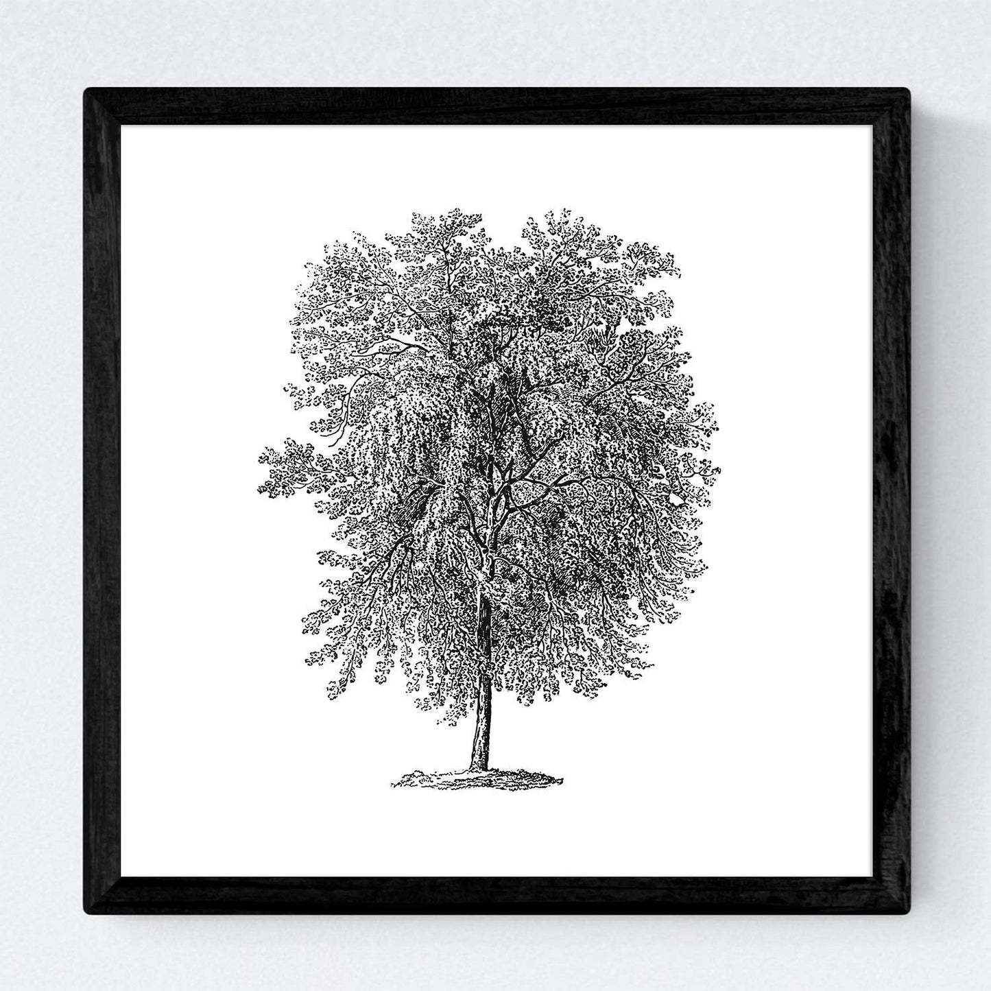Set de cuatro láminas de arboles. Arboles tronco medio en cm, fondo blanco.-Artwork-Nacnic-Nacnic Estudio SL