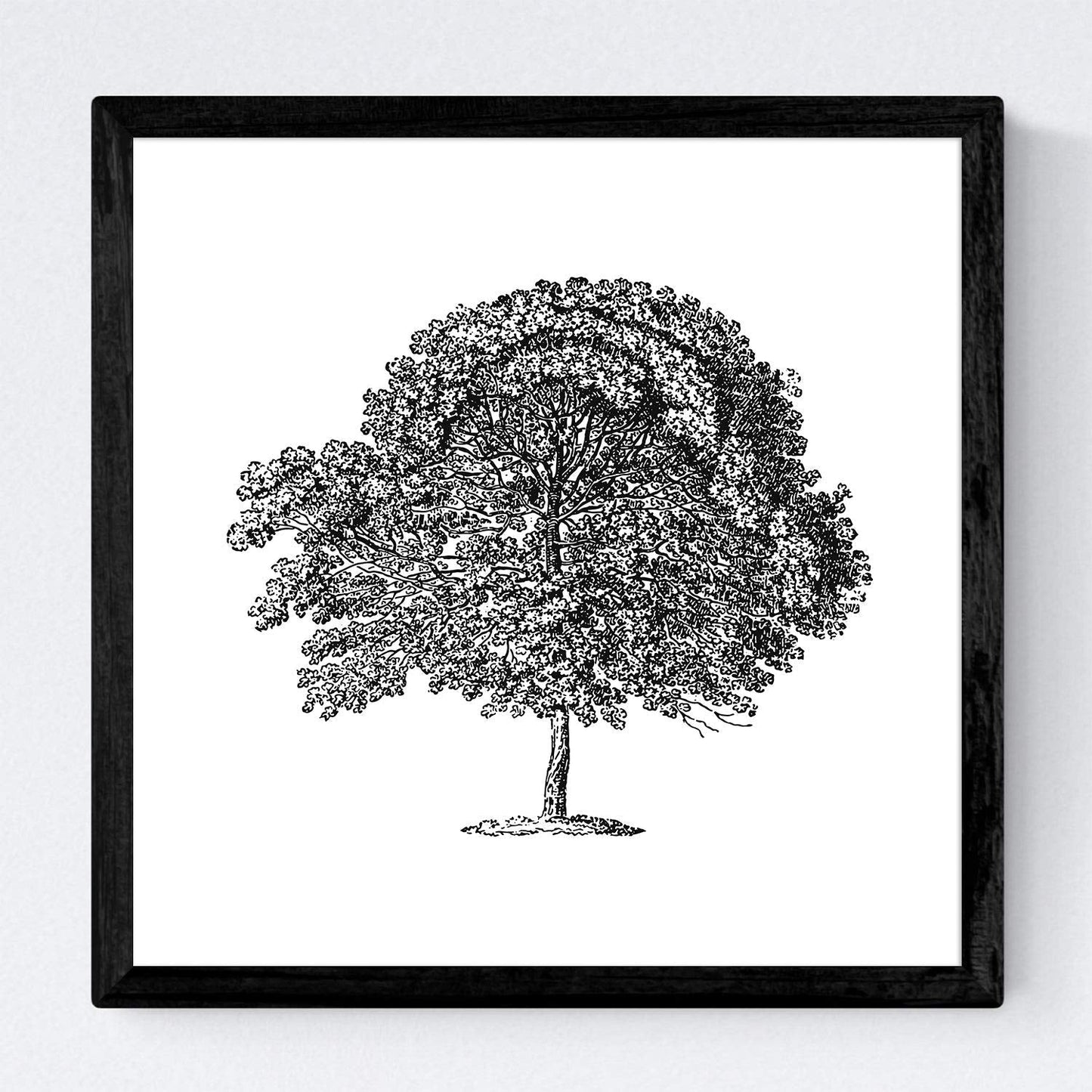 Set de cuatro láminas de arboles. Arboles tronco medio en cm, fondo blanco.-Artwork-Nacnic-Nacnic Estudio SL