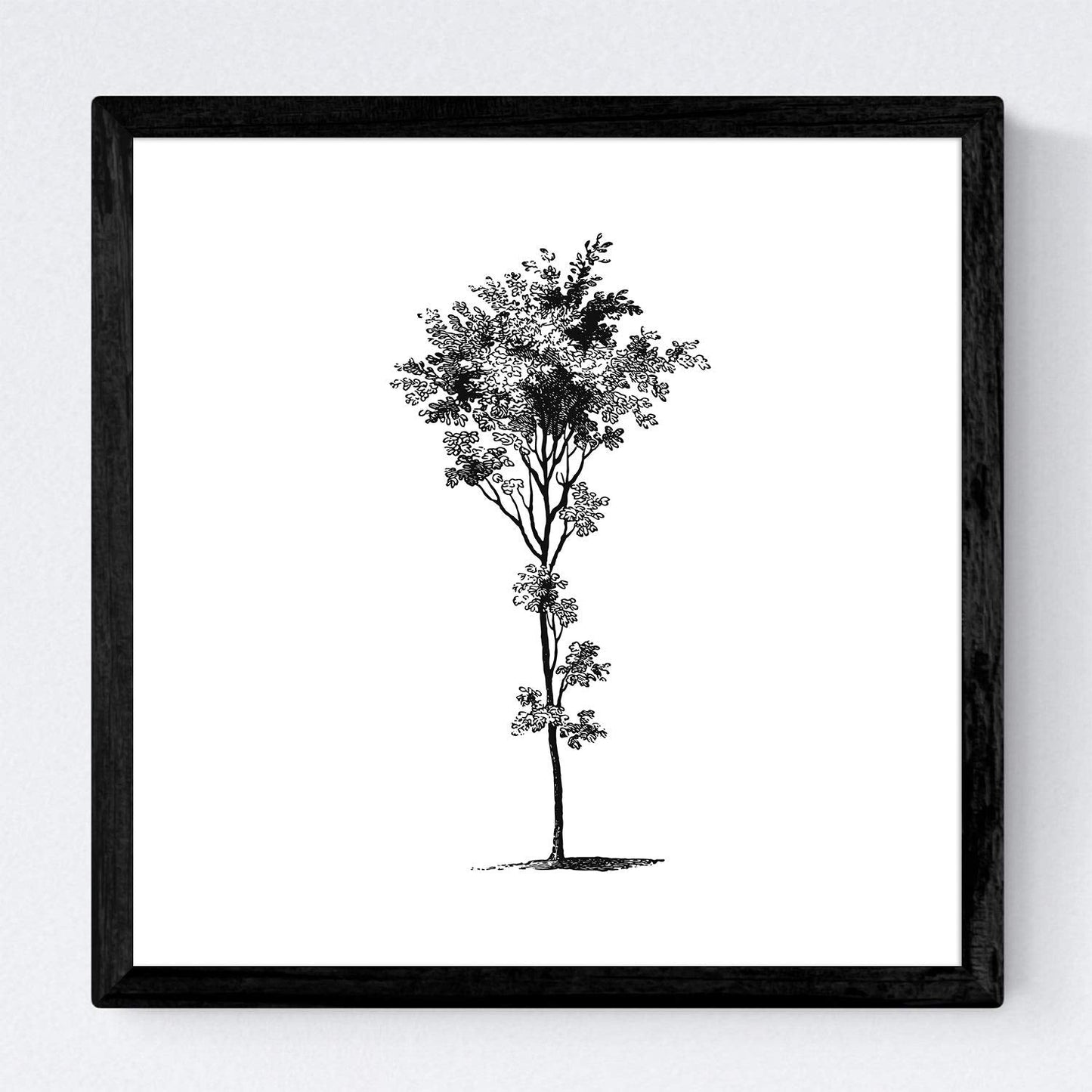 Set de cuatro láminas de arboles. Arboles troncos variados en cm, fondo blanco.-Artwork-Nacnic-Nacnic Estudio SL