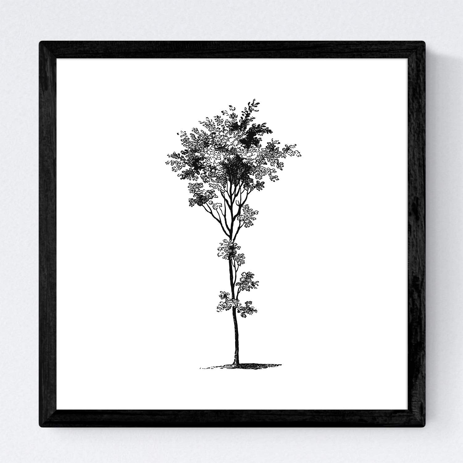 Set de cuatro láminas de arboles. Arboles troncos variados en cm, fondo blanco.-Artwork-Nacnic-Nacnic Estudio SL