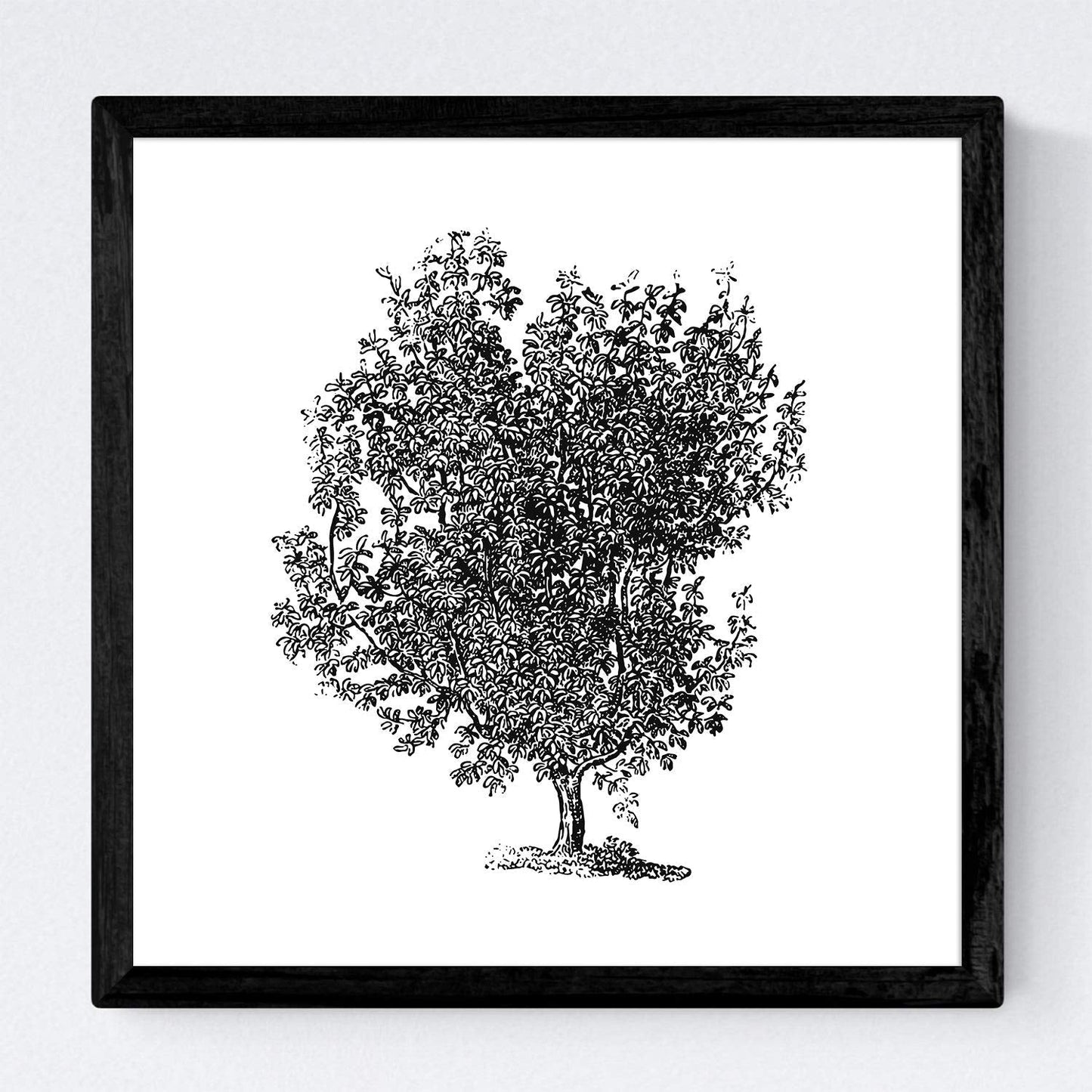 Set de cuatro láminas de arboles. Arboles troncos variados en cm, fondo blanco.-Artwork-Nacnic-Nacnic Estudio SL