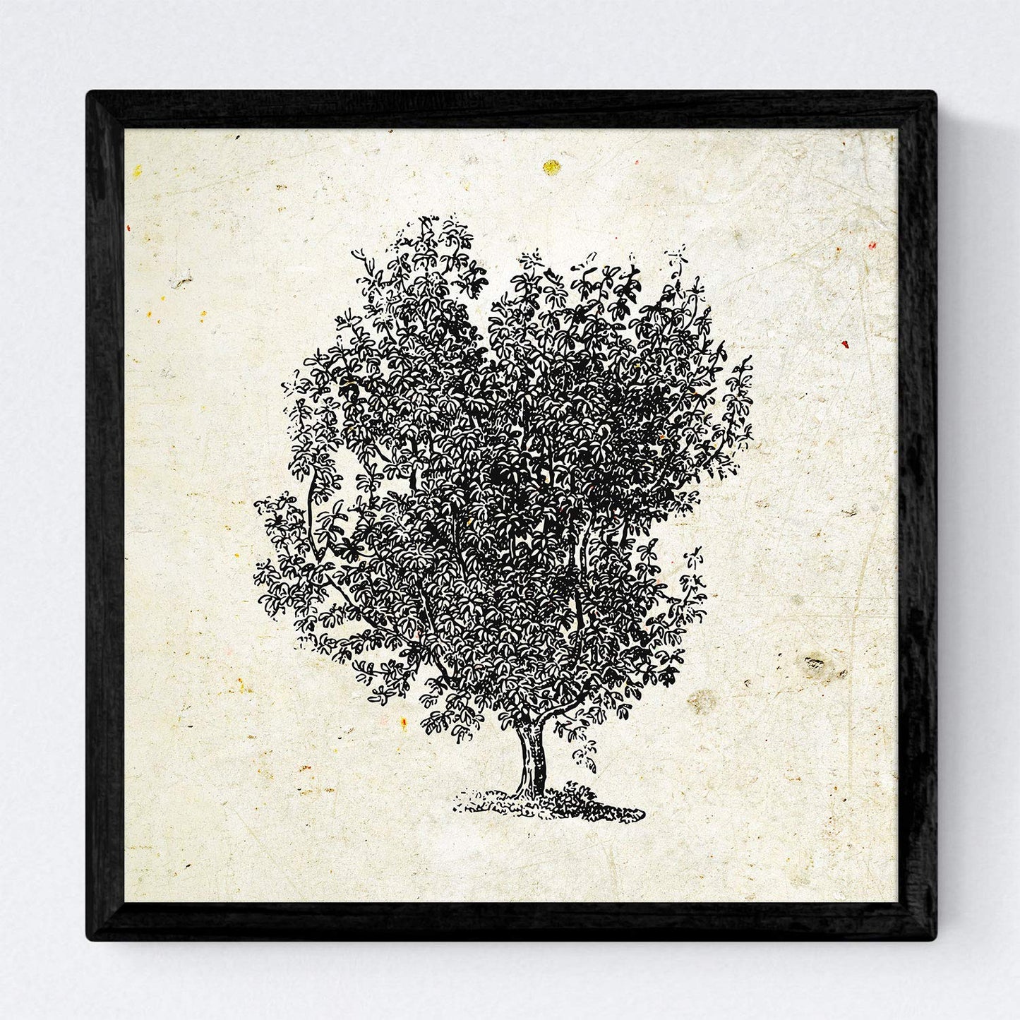 Set de cuatro láminas de arboles. Arboles troncos variados en cm, fondo papel antiguo vintage.-Artwork-Nacnic-Nacnic Estudio SL