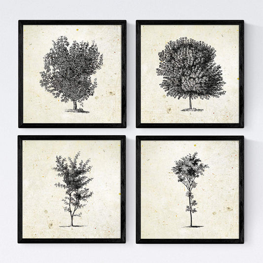 Set de cuatro láminas de arboles. Arboles troncos variados en cm, fondo papel antiguo vintage.-Artwork-Nacnic-Nacnic Estudio SL