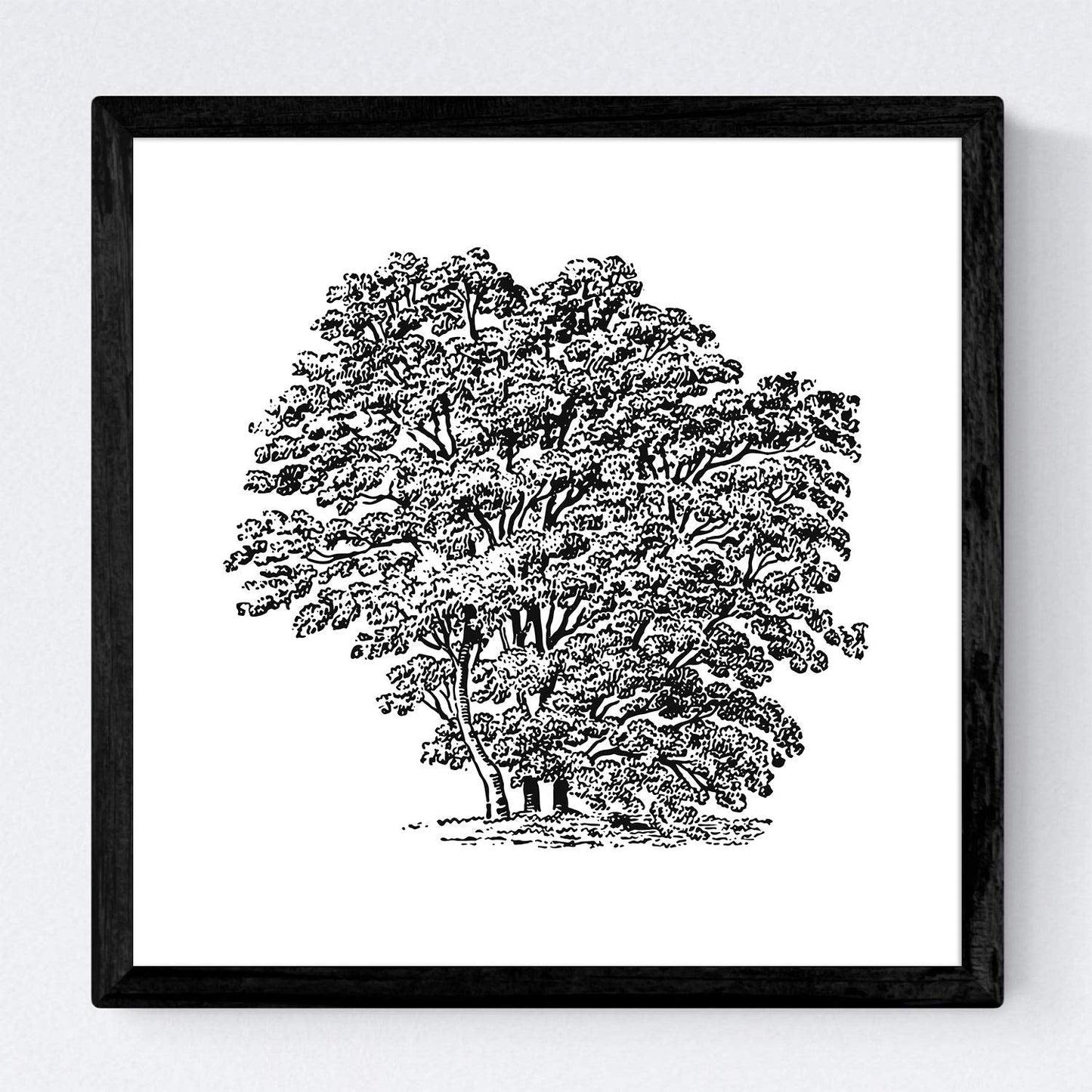Set de cuatro láminas de arboles. Arboles variados en cm, fondo blanco .-Artwork-Nacnic-Nacnic Estudio SL