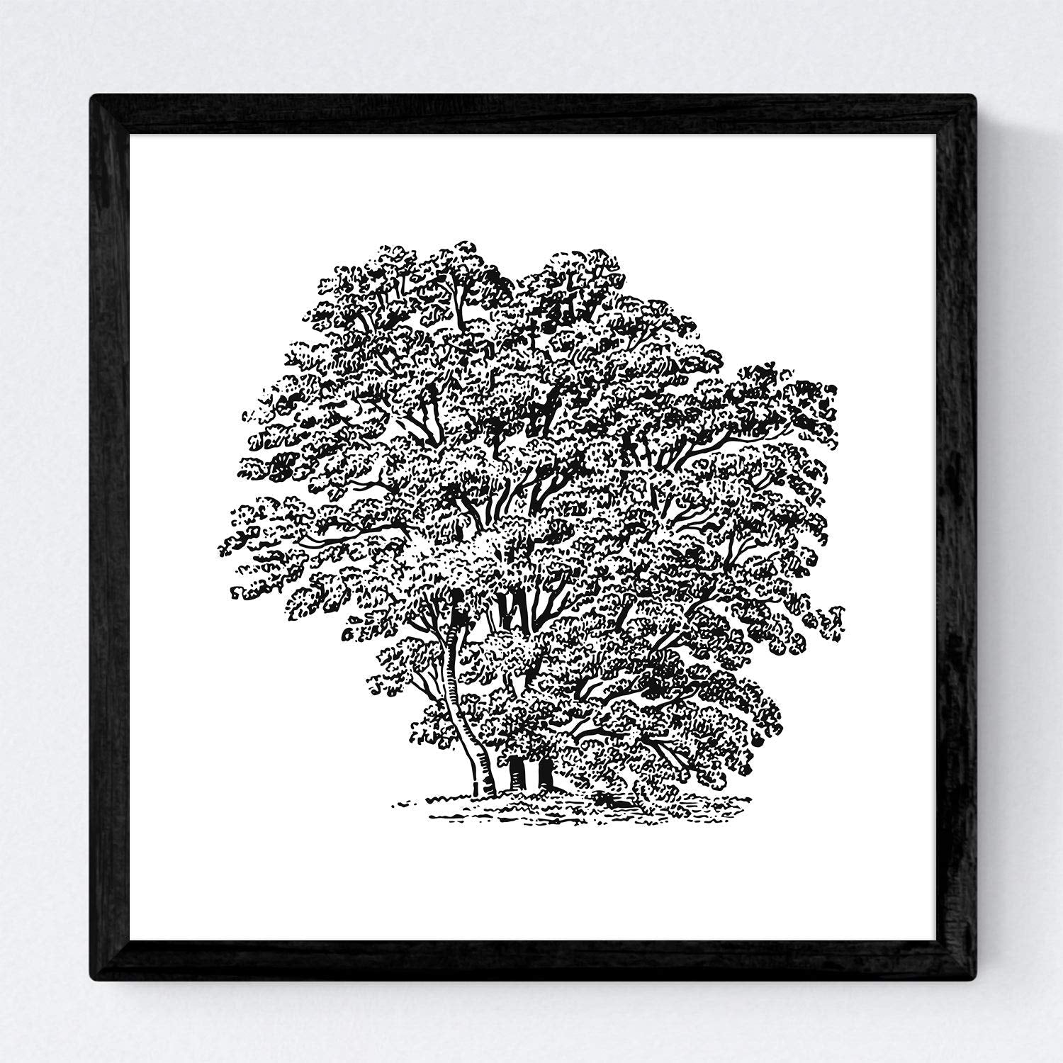 Set de cuatro láminas de arboles. Arboles variados en cm, fondo blanco .-Artwork-Nacnic-Nacnic Estudio SL