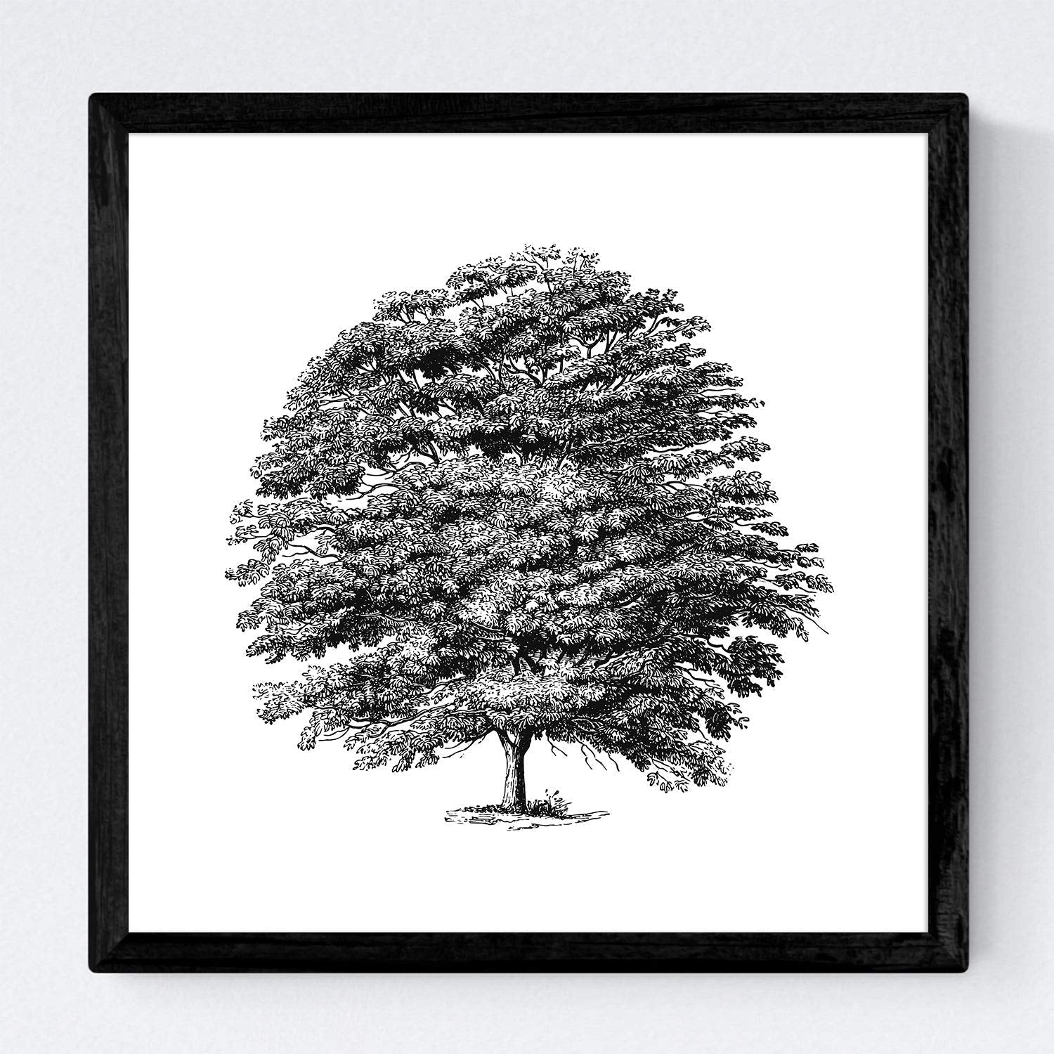 Set de cuatro láminas de arboles. Arboles variados en cm, fondo blanco .-Artwork-Nacnic-Nacnic Estudio SL