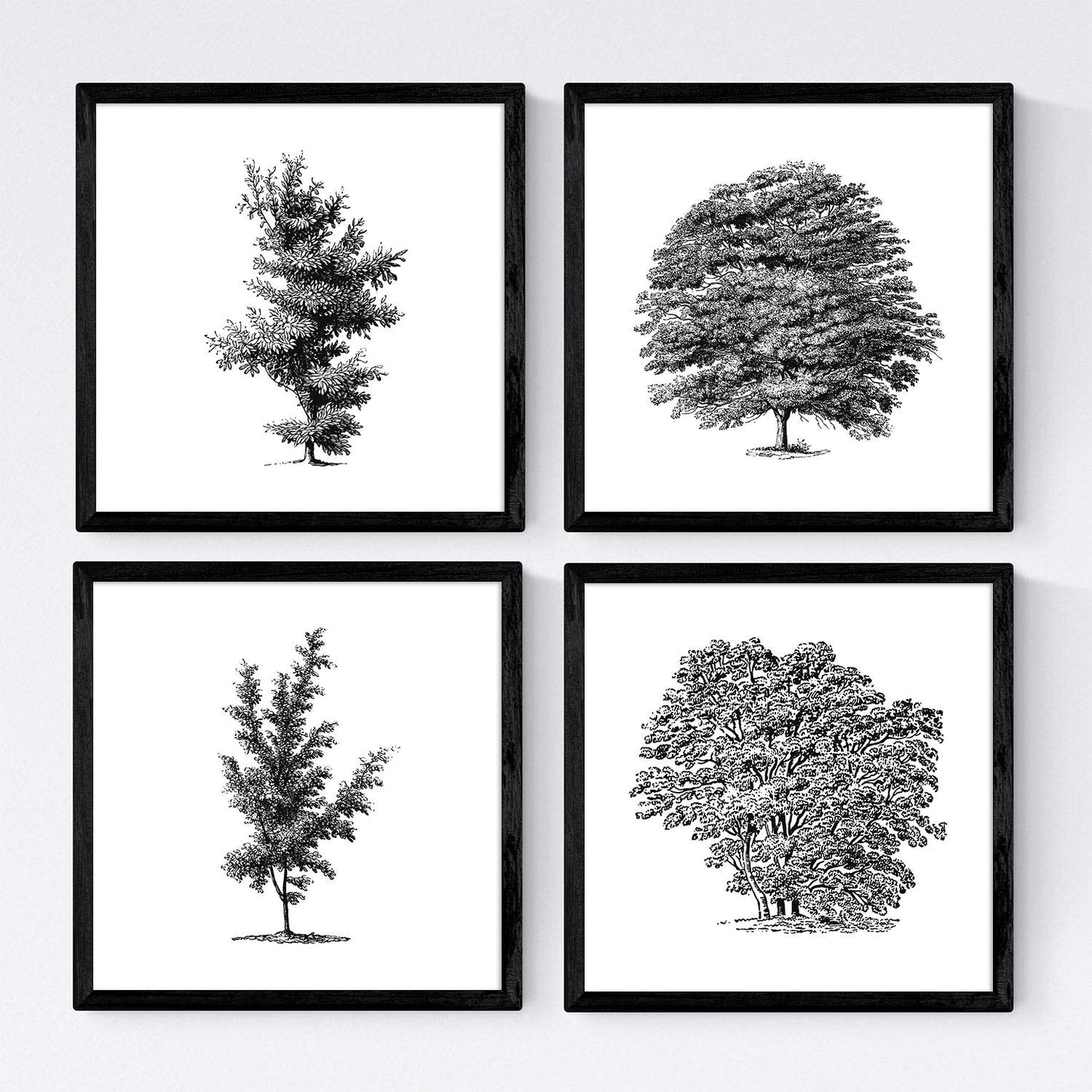 Set de cuatro láminas de arboles. Arboles variados en cm, fondo blanco .-Artwork-Nacnic-Nacnic Estudio SL