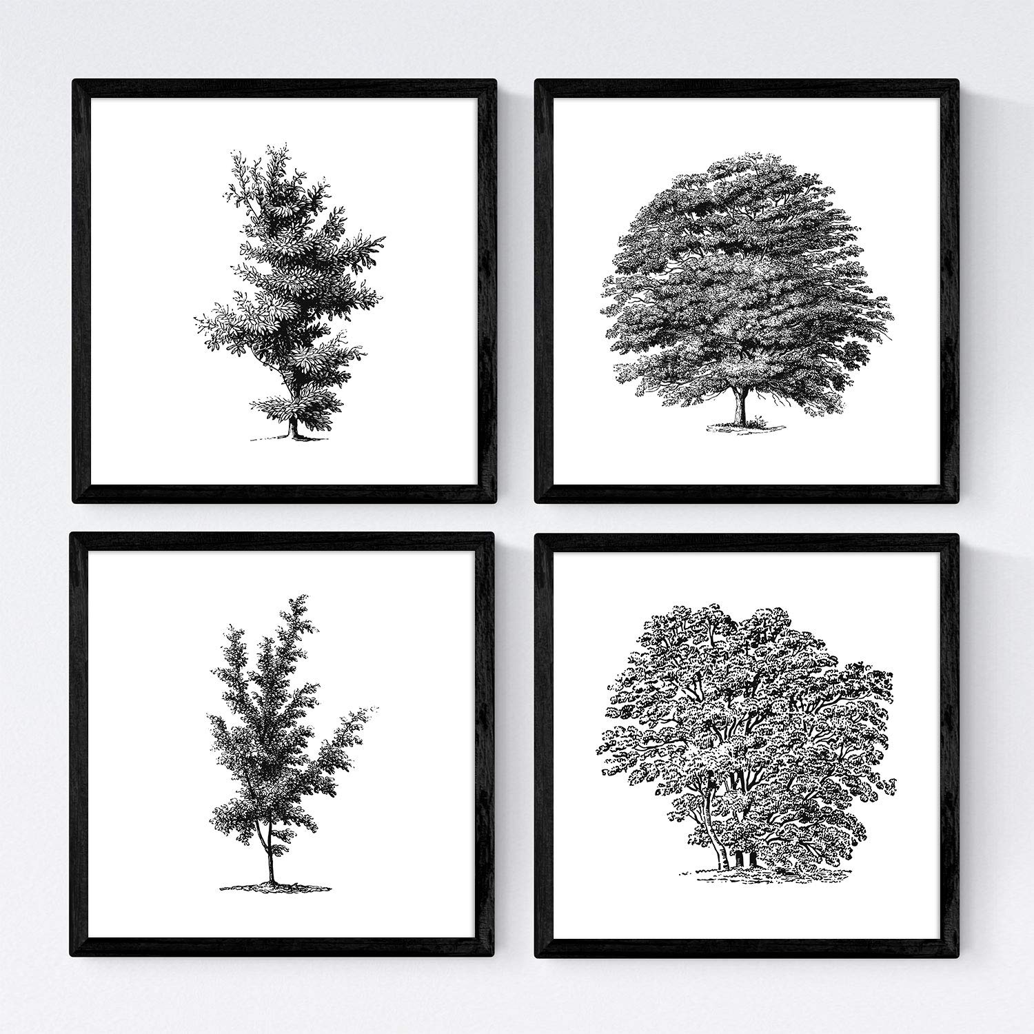 Set de cuatro láminas de arboles. Arboles variados en cm, fondo blanco .-Artwork-Nacnic-Nacnic Estudio SL