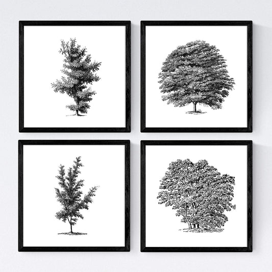 Set de cuatro láminas de arboles. Arboles variados en cm, fondo blanco .-Artwork-Nacnic-Nacnic Estudio SL