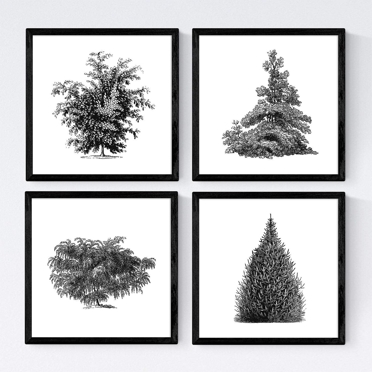 Set de cuatro láminas de arboles. Arboles y arbustos en cm, fondo blanco.-Artwork-Nacnic-Nacnic Estudio SL