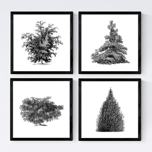 Set de cuatro láminas de arboles. Arboles y arbustos en cm, fondo blanco.-Artwork-Nacnic-Nacnic Estudio SL