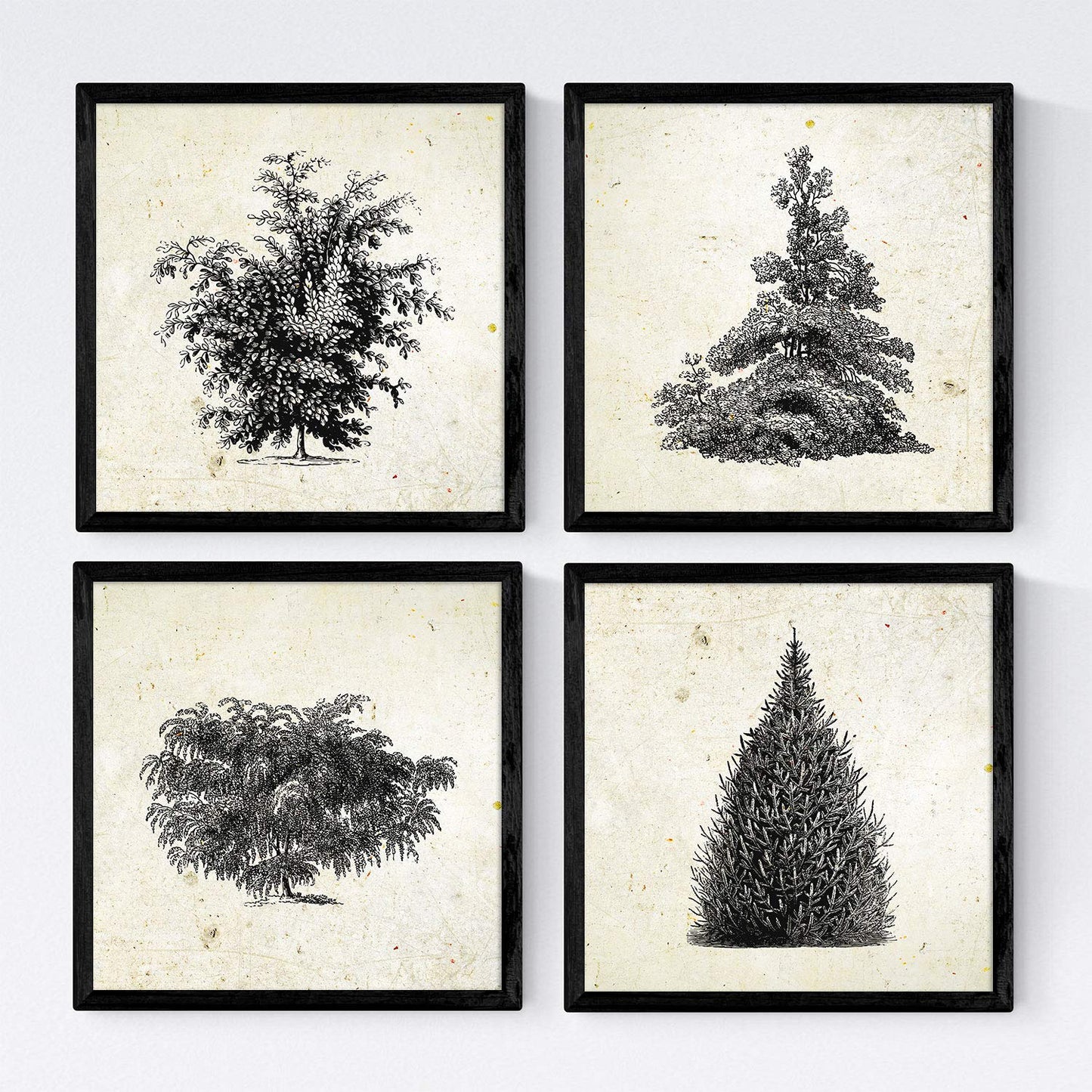 Set de cuatro láminas de arboles. Arboles y arbustos en cm, fondo papel antiguo vintage.-Artwork-Nacnic-Nacnic Estudio SL